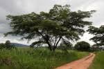Image result for Albizia adianthifolia × gummifera