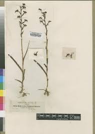 Image result for Habenaria humilior