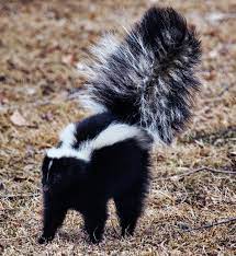 Stopping The Spread Of Skunk Smell After Your Dog Is Sprayed