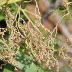 Image result for Dioscorea dregeana