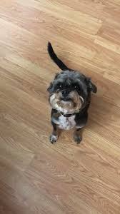 We did not find results for: Eugene Lee Yang On Twitter Please Help My Pig Looks Like A Dog