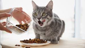 Il cibo per cani green.fer con l'estratto di rosmarino dogbauer è il preferito dagli allevatori più evoluti. Agras Pet Foods Acquisisce Cerere Genova Sempre Piu Capitale Del Cibo Per Animali Genovaquotidiana