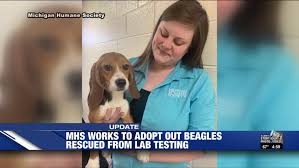 Brew's adoption events are open to the public. More Than 800 People Applied To Adopt Beagles Rescued From Mi Animal Testing