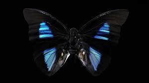 If you're in search of the best butterfly wallpaper hd, you've come to the right place. Blue Butterfly Wallpaper Black Novocom Top