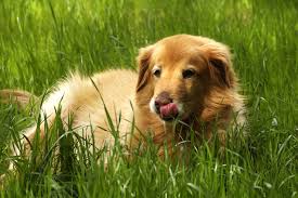 How does florida puppies work? Mini Golden Retriever Dog Breed Health Training Feeding Temperament And Puppies Petguide