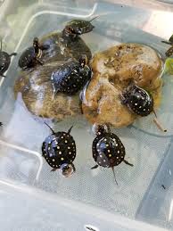 Pink belly side necked turtle. 2019s Hatchling Spotted Turtles Clemmys Guttata Turtle