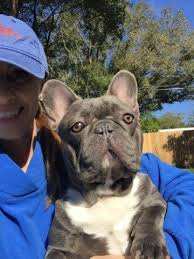 Usually, the average cost of purchasing a pet quality puppy from a reputable breeder is about $2,000 to $4,000. Akc Blue French Bulldog For Sale In Tampa Florida Classified Americanlisted Com