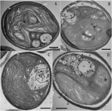 Check spelling or type a new query. De Novo Organelle Biogenesis In The Cyanobacterium Tdx16 Released From The Green Alga Haematococcus Pluvialis Biorxiv