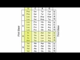 Codon Charts Molecular Genetics