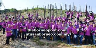 Jual lada hitam putih bubuk lampung sarawak. Industri Lada Di Sarawak Berpotensi Terus Berkembang Utusan Borneo Online