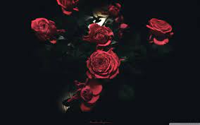 Dark Rose Wallpapers Top Free Dark Rose Backgrounds Wallpaperaccess The color black is definitely kind of scorpio… dark rose wallpapers top free dark