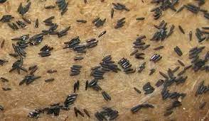 We did not find results for: What Do Mosquito Eggs Look Like Quora
