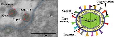 This complete particle is known as the virion. Frontiers Experimental Dissection Of The Lytic Replication Cycles Of Herpes Simplex Viruses In Vitro Microbiology