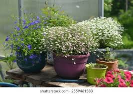 Image result for lobelia combine composition