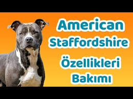 Pitbull Nasil Egitilir Youtube