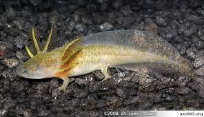 Check spelling or type a new query. Axolotls Metamorphosed Tiger Salamanders