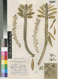 Image result for Euphorbia persistentifolia