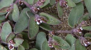Image result for Euphorbia granulata