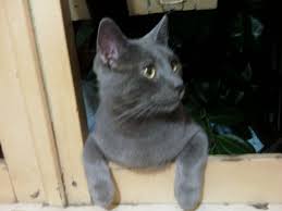 Amaranth Hevel Adli Kullanicinin Chartreux Korat Cats Panosundaki Pin