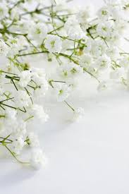 We did not find results for: 14 623 Gypsophila Photos Free Royalty Free Stock Photos From Dreamstime