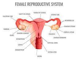 The oocytes are then transported the uterus is divided into two parts: Free Vector Female Reproductive System And Its Main Parts