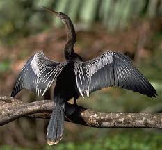 Американская змеешейка / anhinga anhinga. Anhinga