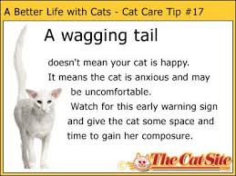I Don T Agree With This As Far As My Cat Sassy She Wags Her Tail When I Come Home Because She Is Happy Cat Behavior Facts Cat Behavior Cat Care Tips