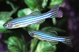 Zebra danios are a peaceful fish that get along with most tankmates, however, they will nip fins of some species. Blue 8387789 Zebra Danio Fish 6 Size 2 Rs 15 Piece Blackpearl Aquatic Id 19788105391