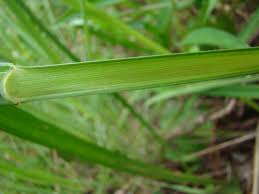 Image result for Scleria melanomphala