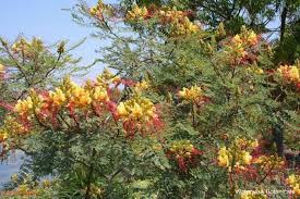 Image result for Caesalpinia