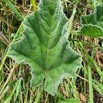 Image result for Cucumis aculeatus