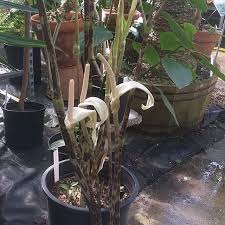 Image result for Gonatopus