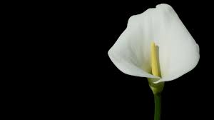 Enjoy and share your favorite beautiful hd wallpapers and background images. White Flower Black Background Wallpaper 43209