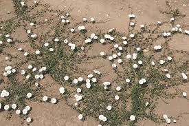 board update swapping the morning glory after the archer saved a lot of noise, and. Field Scouting Guide Morning Glory Growing Produce