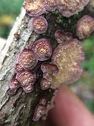 Image result for Trichaptum subchartaceum