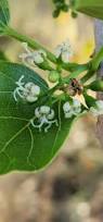 Image result for Cordia mukuensis