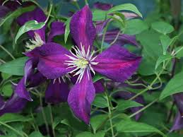Check spelling or type a new query. Clematis Mikelite Clematis Viticella Mikelite Baumschule Horstmann