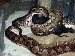 Wild Life Anaconda Eating A Pig Anaconda Reticulated Python Dangerous Animals