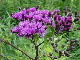 Image result for Vernonia anthelmintica