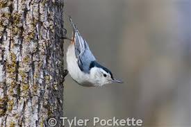 Image result for Buchnera nuttii