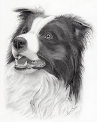 Black And White Collie Dog Drawing Hand Drawn Note Cards Dog Paintings Border Collie Art Dog Drawing
