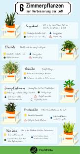 Luftreinigende Pflanzen Die Top 10 Plantura Zimmerpflanzen Pflanzen Pflegeleichte Zimmerpflanzen