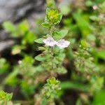 Image result for Micromeria imbricata