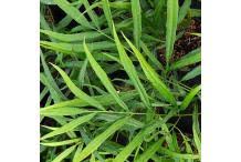 Image result for Coniogramme africana