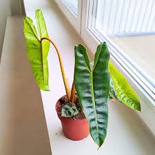Image result for Filodendron Philodendron