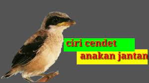 Cara Membedakan Anakan Burung Cendet Jantan Dan Betina Youtube
