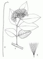 Image result for Holarrhena floribunda