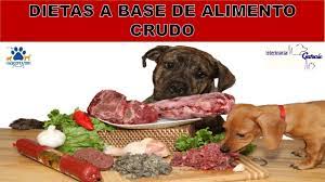 Del ruedo ha pasado a los hogares, pero ha ganado en corpulencia y apenas puede moverse. Puedo Alimentar A Mi Mascota Con Carne Cruda Dietas Barf Youtube