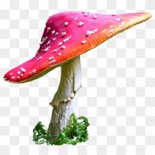 Queen of hearts disney coloring. Alice In Wonderland Mushroom Png Clip Art Royalty Free Alice Mushrooms Png Transparent Png 485903 Pikpng