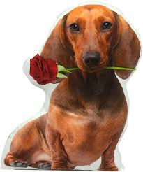 pin on cute pup
